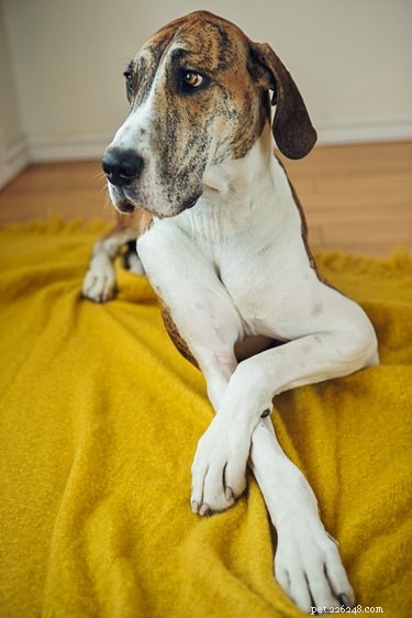 114 Brindle Dog Names: Find the Perfect Fit