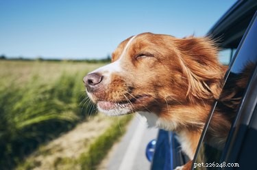 114 Nature-Inspired Dog Names: Perfect Choices for Your Outdoor Companion