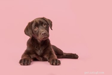 109 Sweet Dog Names to Match Your New Companion s Adorable Personality