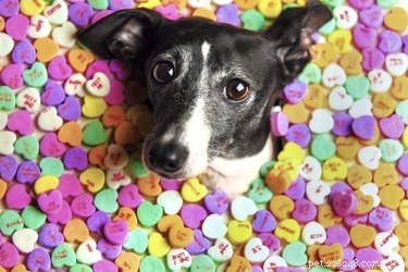 109 Sweet Dog Names to Match Your New Companion s Adorable Personality