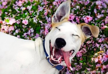 109 Sweet Dog Names to Match Your New Companion s Adorable Personality