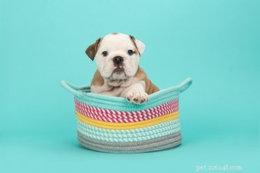 109 Sweet Dog Names to Match Your New Companion s Adorable Personality