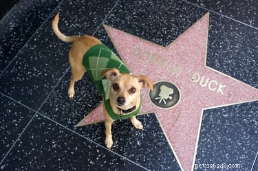 109 Sweet Dog Names to Match Your New Companion s Adorable Personality