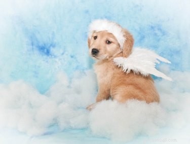 109 Sweet Dog Names to Match Your New Companion s Adorable Personality