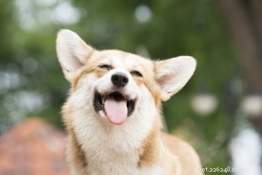 170 Short, Strong One‑Syllable Names for Your Dog