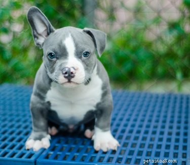 114 Elegant Grey Dog Names for Your Sophisticated Pup