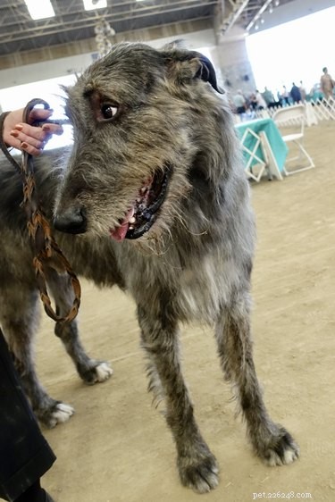 114 Elegant Grey Dog Names for Your Sophisticated Pup
