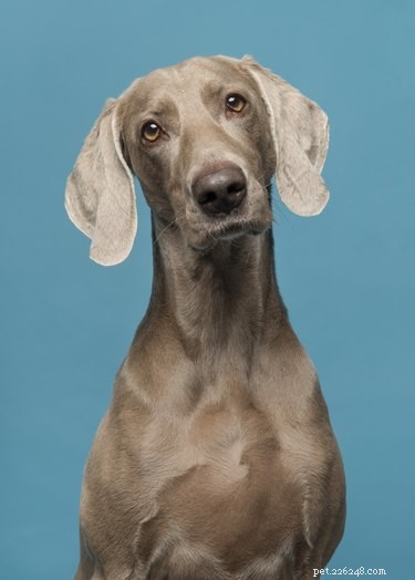114 Elegant Grey Dog Names for Your Sophisticated Pup