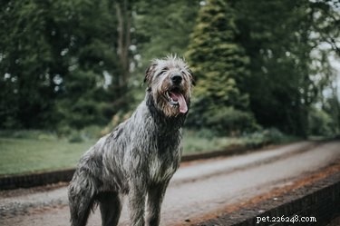 114 Elegant Grey Dog Names for Your Sophisticated Pup