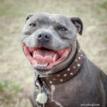 114 Elegant Grey Dog Names for Your Sophisticated Pup