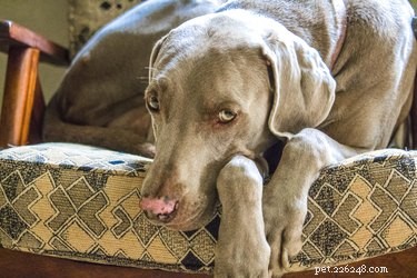 114 Elegant Grey Dog Names for Your Sophisticated Pup
