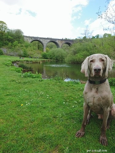 114 Elegant Grey Dog Names for Your Sophisticated Pup