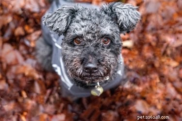 114 Elegant Grey Dog Names for Your Sophisticated Pup