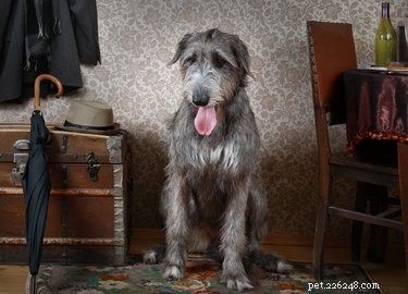 114 Elegant Grey Dog Names for Your Sophisticated Pup