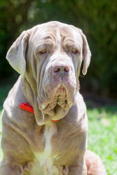 114 Elegant Grey Dog Names for Your Sophisticated Pup