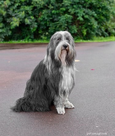 114 Elegant Grey Dog Names for Your Sophisticated Pup