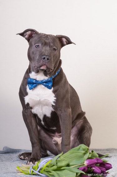 114 Elegant Grey Dog Names for Your Sophisticated Pup