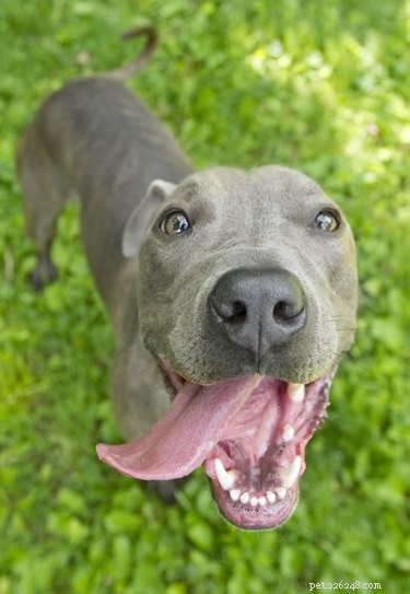 114 Elegant Grey Dog Names for Your Sophisticated Pup