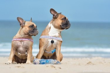 101 Nautical Dog Names: Sail into the Perfect Choice