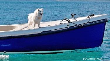 101 Nautical Dog Names: Sail into the Perfect Choice