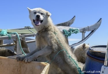 101 Nautical Dog Names: Sail into the Perfect Choice