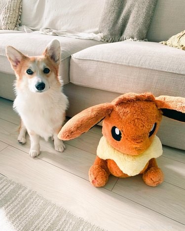 128 Pokémon‑Inspired Names for Your Dog – Unique & Fun