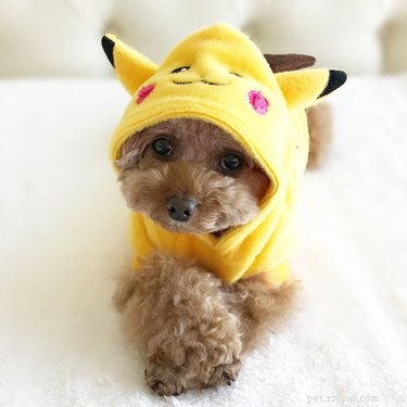 128 Pokémon‑Inspired Names for Your Dog – Unique & Fun