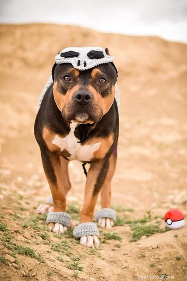 128 Pokémon‑Inspired Names for Your Dog – Unique & Fun