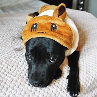 128 Pokémon‑Inspired Names for Your Dog – Unique & Fun