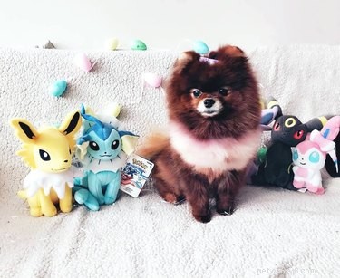 128 Pokémon‑Inspired Names for Your Dog – Unique & Fun