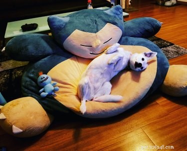128 Pokémon‑Inspired Names for Your Dog – Unique & Fun