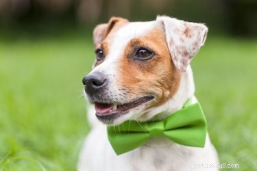 136 Elegant Dog Names: Classy & Aristocratic Choices