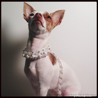 136 Elegant Dog Names: Classy & Aristocratic Choices