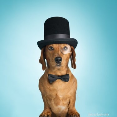 136 Elegant Dog Names: Classy & Aristocratic Choices