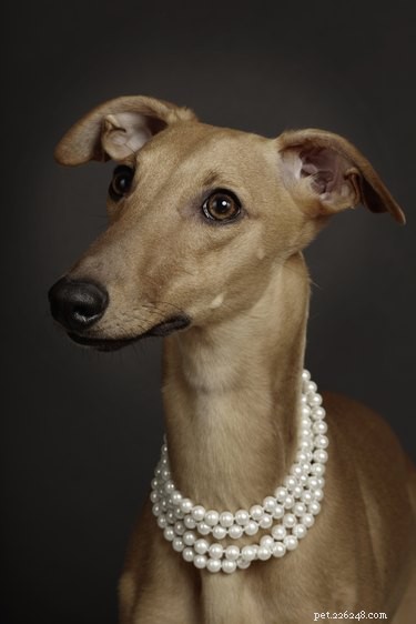 136 Elegant Dog Names: Classy & Aristocratic Choices