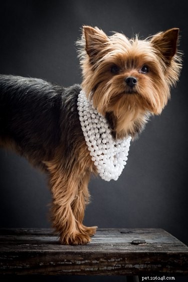 136 Elegant Dog Names: Classy & Aristocratic Choices