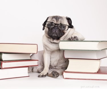 101 Literary-Inspired Dog Names for Your New Companion