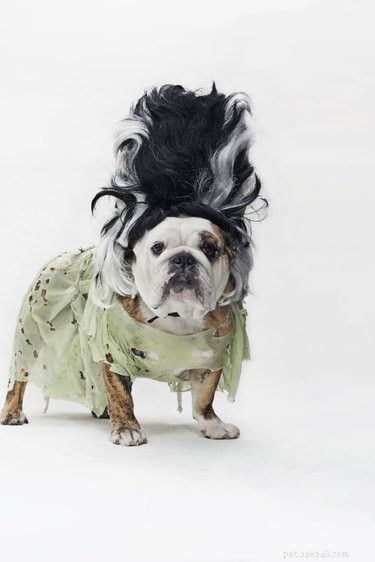101 Literary-Inspired Dog Names for Your New Companion