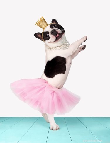 101 Literary-Inspired Dog Names for Your New Companion