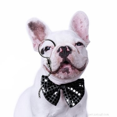 101 Literary-Inspired Dog Names for Your New Companion