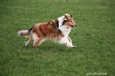 101 Literary-Inspired Dog Names for Your New Companion