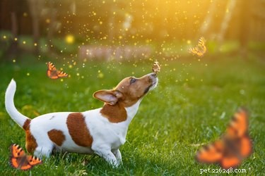 101 Literary-Inspired Dog Names for Your New Companion