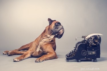 101 Literary-Inspired Dog Names for Your New Companion