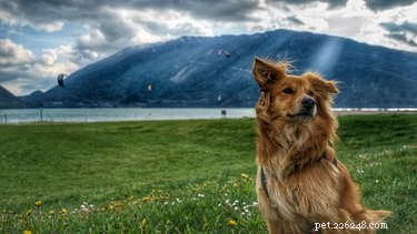 123 Adventurous Dog Names: Choose the Perfect Name for Your Active Companion