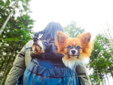 123 Adventurous Dog Names: Choose the Perfect Name for Your Active Companion