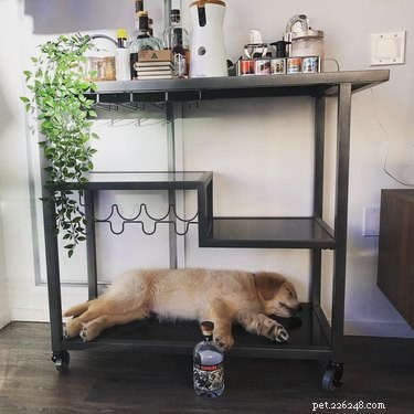 112 Creative Alcohol-Themed Dog Names