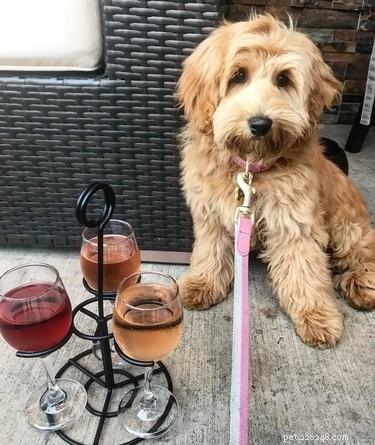 112 Creative Alcohol-Themed Dog Names