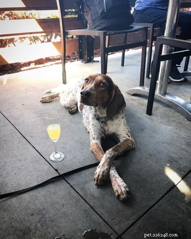 112 Creative Alcohol-Themed Dog Names