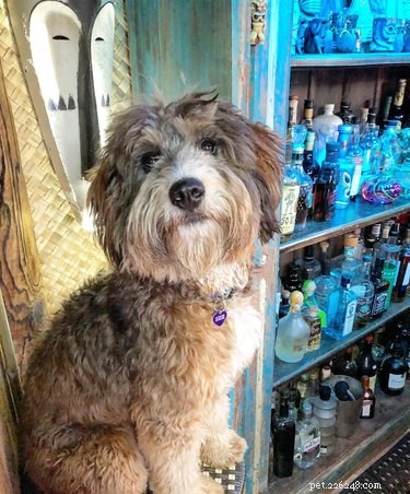 112 Creative Alcohol-Themed Dog Names