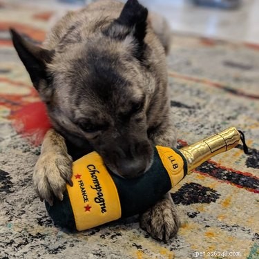 112 Creative Alcohol-Themed Dog Names